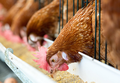 افزایش بهره‌وری تولید