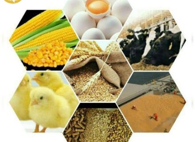 عرضه خوراک تخصصی دام و طیور