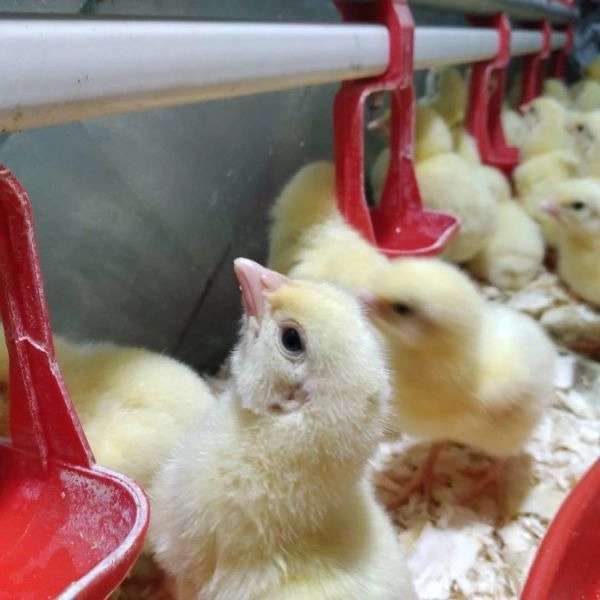 همراه مطمئن مرغداران گیلان