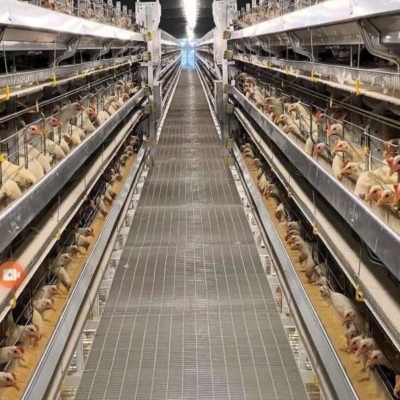 از خوراک تا مشاوره پرورش