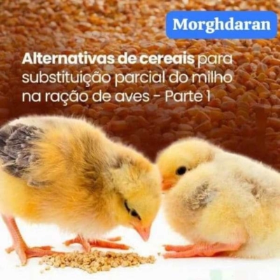 چرا پرورش جوجه مرغ در تالش یک فرصت اقتصادی طلایی است؟