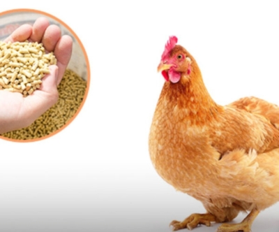 تأمین نژادهای مختلف جوجه مرغ