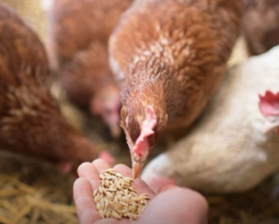 پایداری صنعت دامپروری